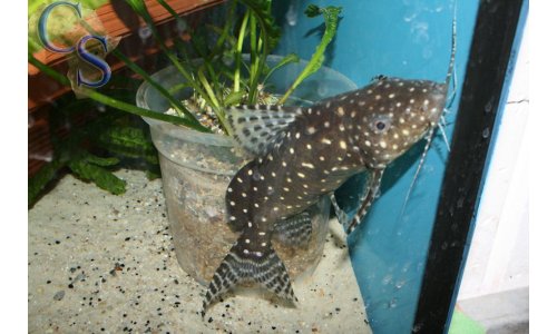 Synodontis angelicus